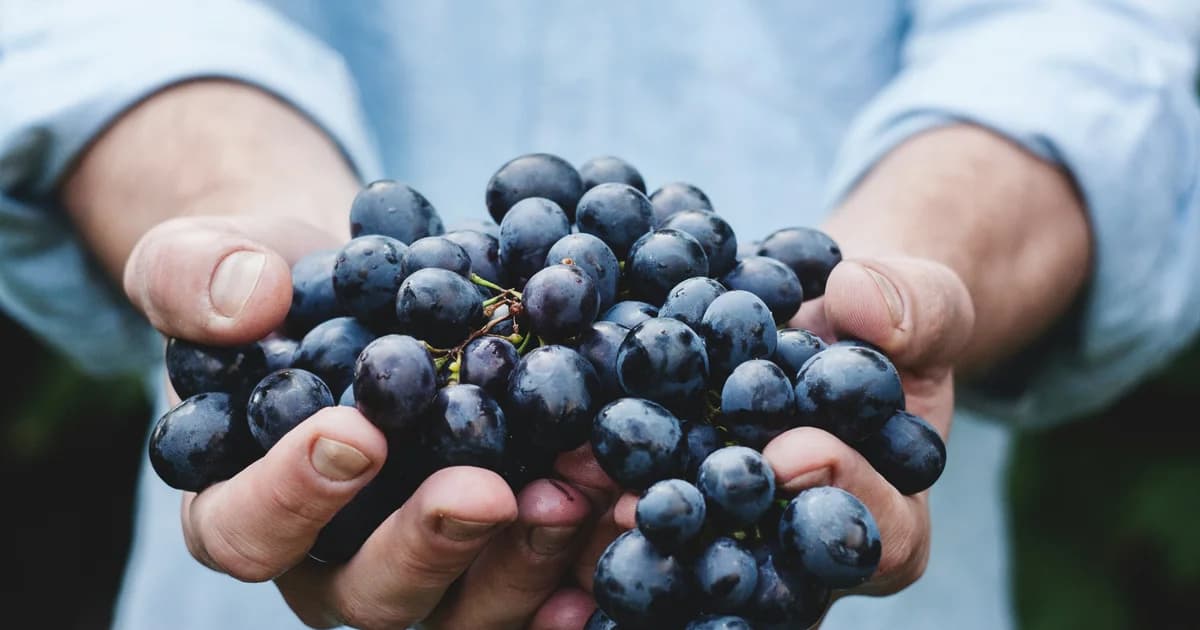 Grappe de raisin pour la boisson d'effort maison au raisin